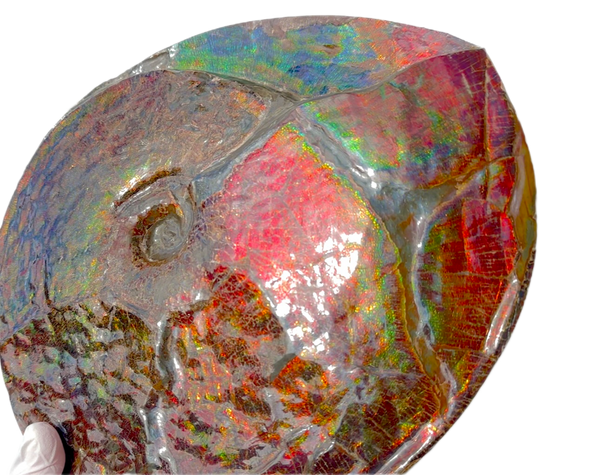 AF-126  Ammonite Fossil - Placenticeras meeki Ammolite **FREE SHIPPING***　アンモライト カナダ化石 斑彩石