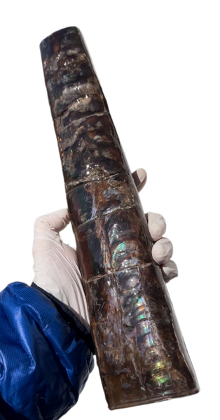 14" Rare Baculite Ammolite,Handheld Specimen ,Rough Bacculite Fossil Ammonite Display,Home Decor,Display,Alberta,AF-130,Freeshipping