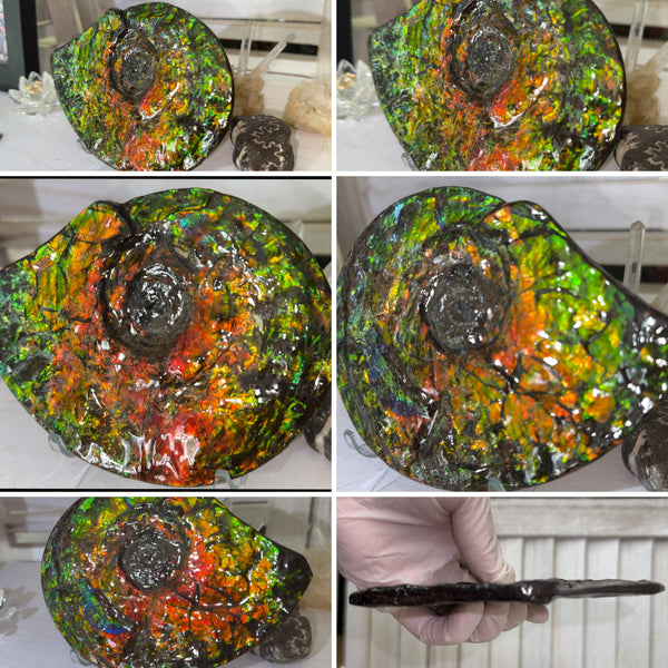 5.55" Ammolite Placenticeras Intercalare ***Free Shipping***  AF-114 Ammolite  Ammonite Fossil