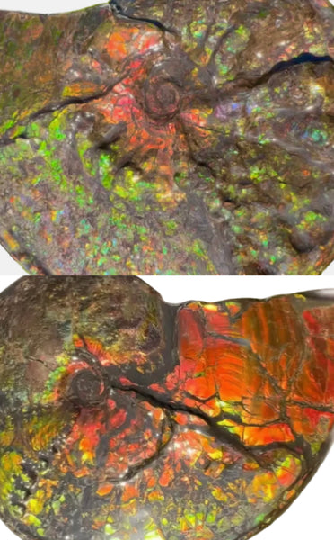 11.57”" Ammolite Placenticeras Intercalare ***Free Shipping***  AF-142  Ammolite  Ammonite Fossil