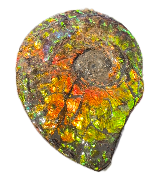 5.55" Ammolite Placenticeras Intercalare ***Free Shipping***  AF-114 Ammolite  Ammonite Fossil
