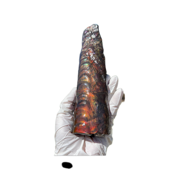 Canadian Ammolite Bacculite Fossil Piece Baculites AF-99  バキュライト アンモライト Baculite Free Shipping!!