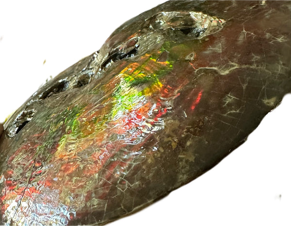 9.45" Ammolite ,Placenticeras meeki, Double-Sided with mosasaurus bite marks, Specimen, Fossil,Ammonite, Collector Stone,Home decor,**FREE SHIPPING***　AF-116