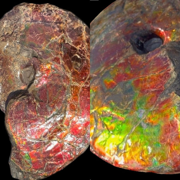 SALE!! Ammolite ,Placenticeras meeki, Double-Sided, Specimen, Fossil,Ammonite, Collector Stone,Home decor,**FREE SHIPPING***　AF-127