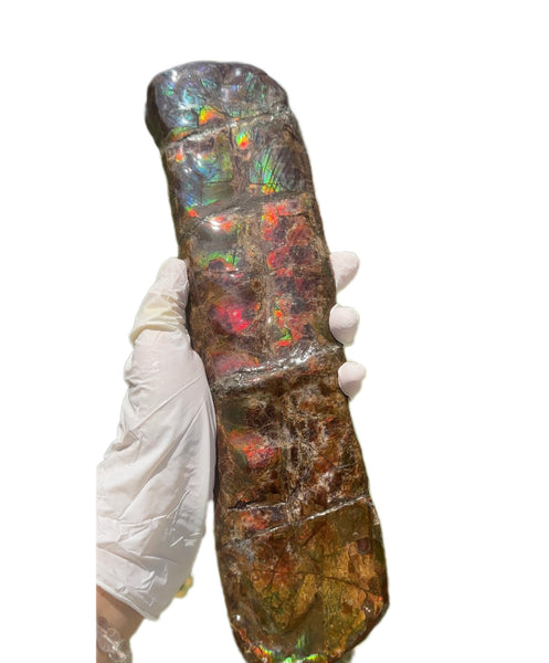 Canadian Ammolite Bacculite Fossil Piece Baculites AF-97  バキュライト アンモライト Baculite Free Shipping!!