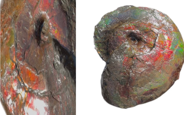 AF-124  17.7" Ammonite Fossil - Placenticeras costatum　Ammolite **FREE SHIPPING***　アンモライト カナダ化石 斑彩石