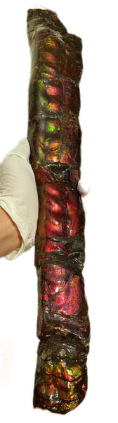 20.4"  51.8cm!! Canadian Ammolite 【HIGH GRADE】Bacculite Fossil Piece Baculites AF-93  バキュライト アンモライト Baculite Free Shipping!!