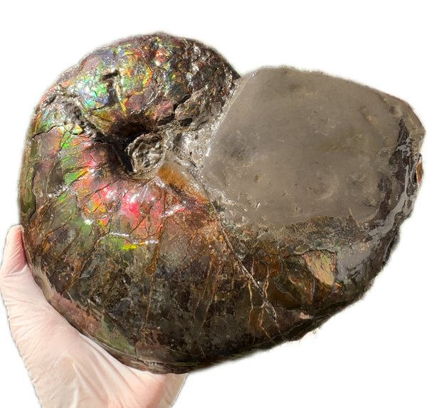 10" Ammolite Placenticeras Intercalare ***Free Shipping***  AF-115 Ammolite  Ammonite Fossil