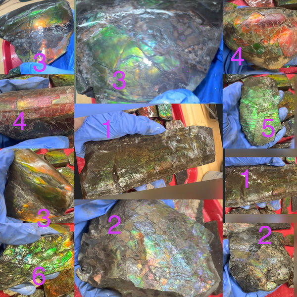 Make an offer! Rough Ammolite Materials – Collector’s Lot with Bonus Pieces,Free shipping!