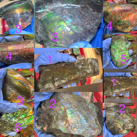 Make an offer! Rough Ammolite Materials – Collector’s Lot with Bonus Pieces,Free shipping!