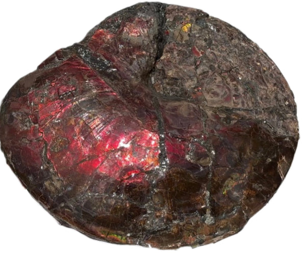 AF-95  17.7" Ammonite Fossil - Placenticeras meeki　Ammolite **FREE SHIPPING***　アンモライト 斑彩石　