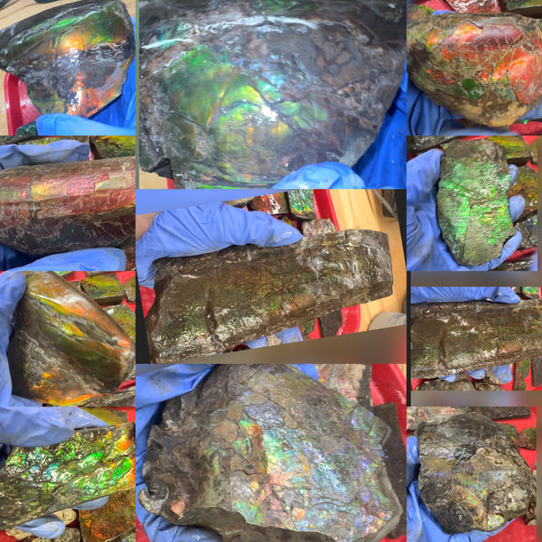 Make an offer! Rough Ammolite Materials – Collector’s Lot with Bonus Pieces,Free shipping!