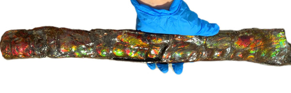 20.4"  51.8cm!! Canadian Ammolite 【HIGH GRADE】Bacculite Fossil Piece Baculites AF-93  バキュライト アンモライト Baculite Free Shipping!!