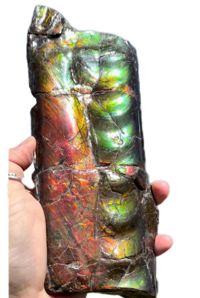 High grade, Rare Baculite Ammolite,Handheld Specimen , Bacculite Fossil Ammonite Display,Home Decor,Display,Alberta,Gem AF-122 FREE Shipping!