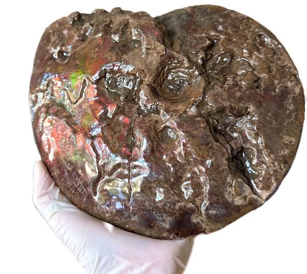 9.45" Ammolite ,Placenticeras meeki, Double-Sided with mosasaurus bite marks, Specimen, Fossil,Ammonite, Collector Stone,Home decor,**FREE SHIPPING***　AF-116