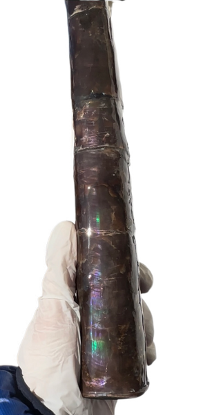 14" Rare Baculite Ammolite,Handheld Specimen ,Rough Bacculite Fossil Ammonite Display,Home Decor,Display,Alberta,AF-130,Freeshipping