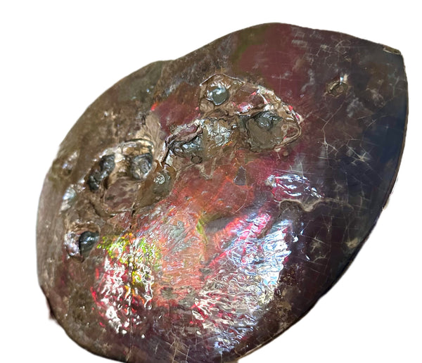 9.45" Ammolite ,Placenticeras meeki, Double-Sided with mosasaurus bite marks, Specimen, Fossil,Ammonite, Collector Stone,Home decor,**FREE SHIPPING***　AF-116