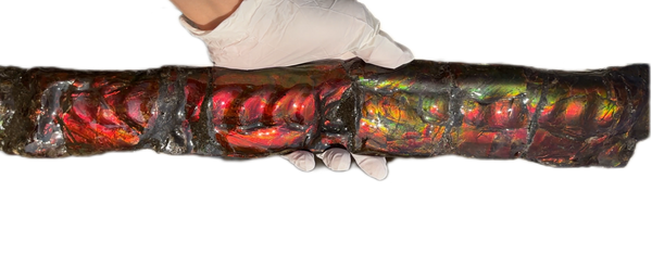 20.4"  51.8cm!! Canadian Ammolite 【HIGH GRADE】Bacculite Fossil Piece Baculites AF-93  バキュライト アンモライト Baculite Free Shipping!!