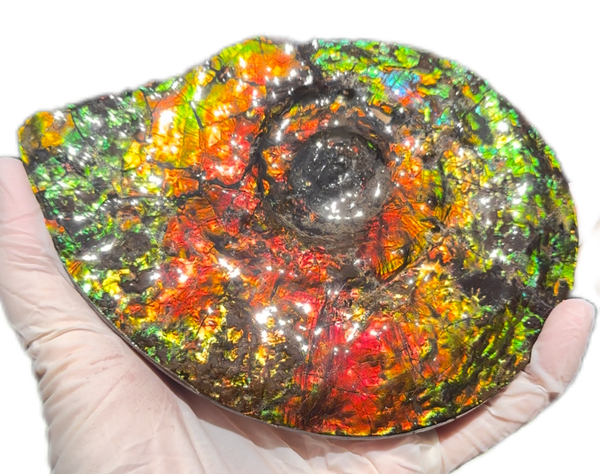 5.55" Ammolite Placenticeras Intercalare ***Free Shipping***  AF-114 Ammolite  Ammonite Fossil