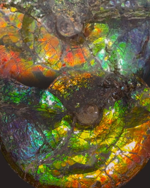 Ammolite ,Placenticeras costatum,Double-Sided Rainbow, Specimen, Fossil,Ammonite, Collector Stone,Home decor,**FREE SHIPPING***　AF-123
