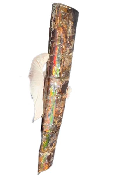 14" Rare Baculite Ammolite,Handheld Specimen ,Rough Bacculite Fossil Ammonite Display,Home Decor,Display,Alberta,AF-130,Freeshipping