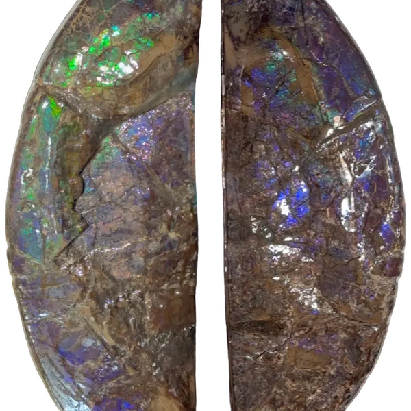 AF-137 HUGE Placenticeras  Canadian Ammolite  Ammonite Partial Fossil  Huge Specimen FREE SHIPPING! アンモライト両面巨大標本！　送料無料