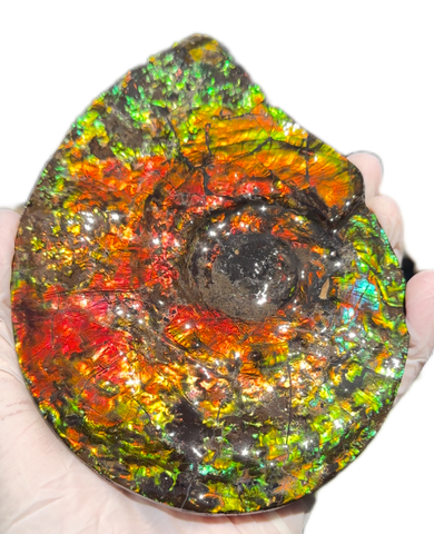 5.55" Ammolite Placenticeras Intercalare ***Free Shipping***  AF-114 Ammolite  Ammonite Fossil