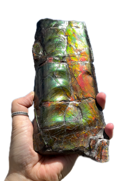 High grade, Rare Baculite Ammolite,Handheld Specimen , Bacculite Fossil Ammonite Display,Home Decor,Display,Alberta,Gem AF-122 FREE Shipping!