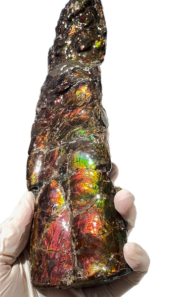 10.74" Rare Baculite Ammolite,Handheld Specimen , Bacculite Fossil Ammonite Display,Home Decor,Display,Alberta,Gem AF-121