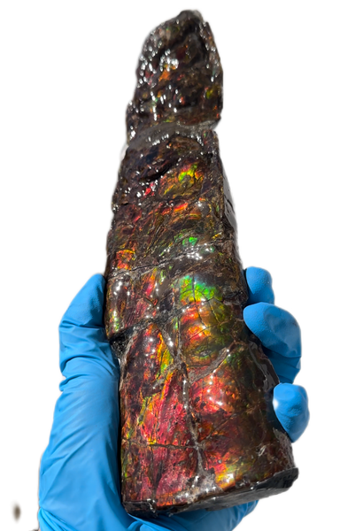 10.74" Rare Baculite Ammolite,Handheld Specimen , Bacculite Fossil Ammonite Display,Home Decor,Display,Alberta,Gem AF-121