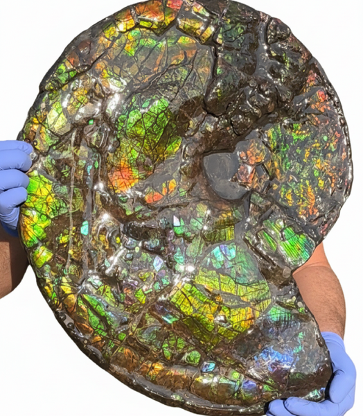 HUGE! 22.5" (57cm) Ammolite ,Placenticeras ,Double-Sided Rainbow, Specimen, Fossil,Ammonite, Collector Stone,Home decor,**FREE SHIPPING***　AF-120
