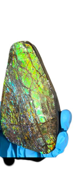 5.6” Ammolite Rough Display Stone,Handheld Specimen 142x84x15mm, Rough,Fossil,Fengshui,Metaphysical,Home Decor　CS-248