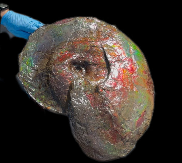 AF-124  17.7" Ammonite Fossil - Placenticeras costatum　Ammolite **FREE SHIPPING***　アンモライト カナダ化石 斑彩石