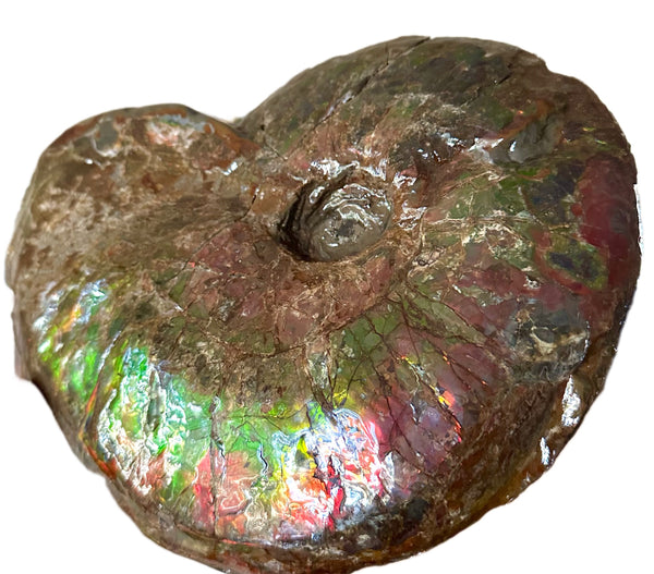 10" Ammolite Placenticeras Intercalare ***Free Shipping***  AF-115 Ammolite  Ammonite Fossil