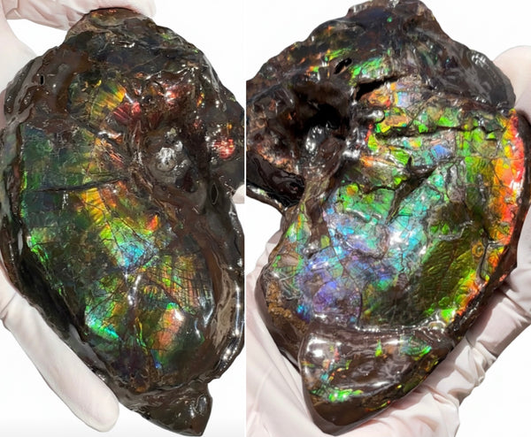 AF-138 アンモライト Placenticeras Intercalare  インターカラレ Free Shipping  送料無料  Ammolite  Ammonite Fossil