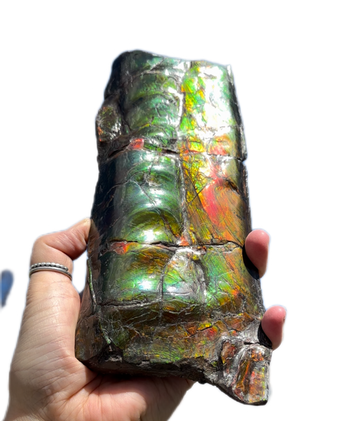 High grade, Rare Baculite Ammolite,Handheld Specimen , Bacculite Fossil Ammonite Display,Home Decor,Display,Alberta,Gem AF-122 FREE Shipping!