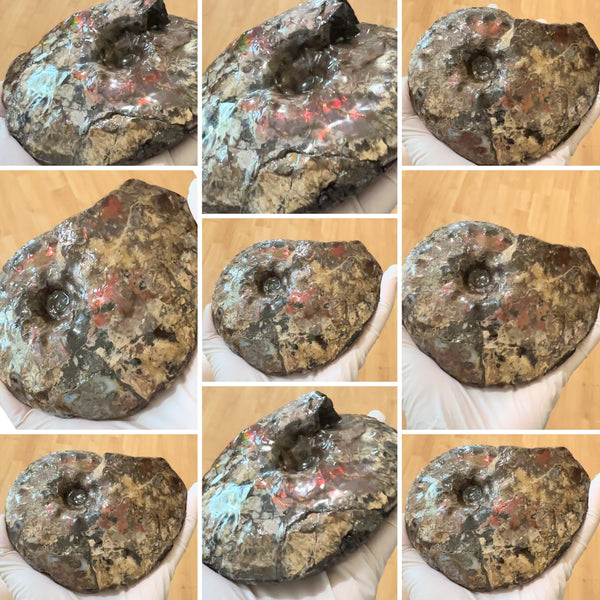 5.31" Ammolite Placenticeras Intercalare ***Free Shipping***  AF-113 Ammolite  Ammonite Fossil