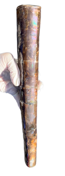 14" Rare Baculite Ammolite,Handheld Specimen ,Rough Bacculite Fossil Ammonite Display,Home Decor,Display,Alberta,AF-130,Freeshipping