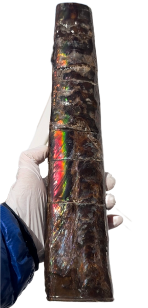 14" Rare Baculite Ammolite,Handheld Specimen ,Rough Bacculite Fossil Ammonite Display,Home Decor,Display,Alberta,AF-130,Freeshipping