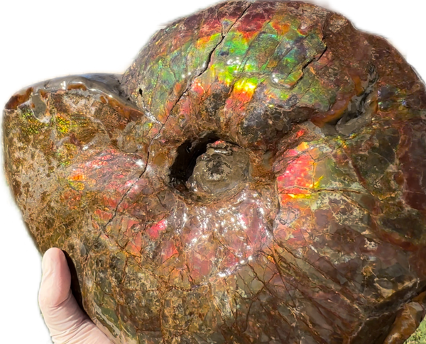 10" Ammolite Placenticeras Intercalare ***Free Shipping***  AF-115 Ammolite  Ammonite Fossil
