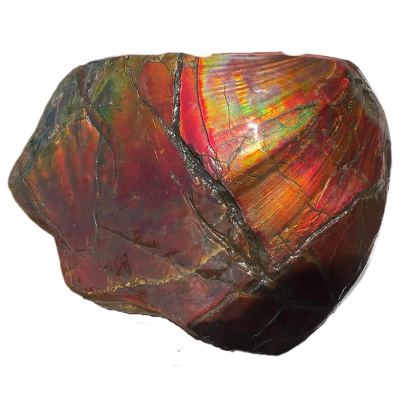 Buy it now or make an offer! Canadian Ammolite  Ammonite Partial Fossil  Big Specimen Home Décor,- CS-238***アンモライト 大型両面 斑彩石 コレクターストーン　価格交渉 FREE SHIPPING