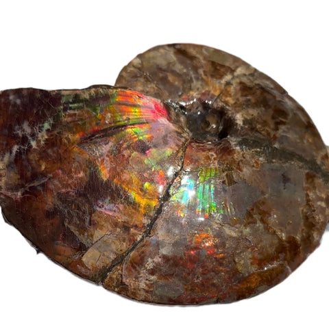 AF-91   Ammonite Fossil - Placenticeras meeki　Ammolite **FREE SHIPPING***　