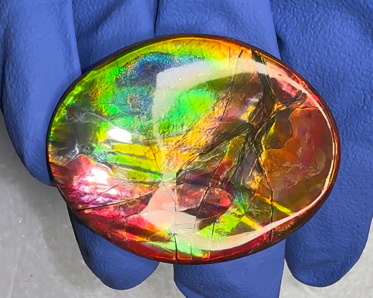 🌈Rare Ammolite Double-Sided NATURAL Polished Rainbow! Collector's Gemstone 50x28m IMP922