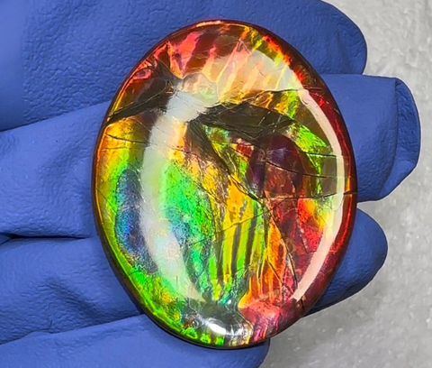 🌈Rare Ammolite Double-Sided NATURAL Polished Rainbow! Collector's Gemstone 50x28m IMP922