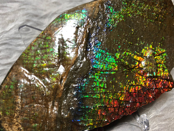 109mm x 54mm - RS-11 Rough Stone Ammlite アンモライト　原石　ラフ