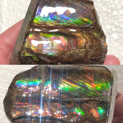 AF-63  Canadian Ammolite Bacculite Fossil 2 Pieces Baculites　バキュライト　アンモライト Baculite Free Shipping!!