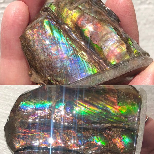 AF-63  Canadian Ammolite Bacculite Fossil 2 Pieces Baculites　バキュライト　アンモライト Baculite Free Shipping!!