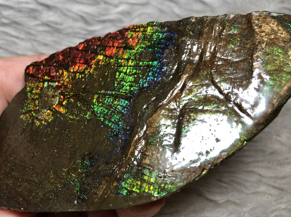 109mm x 54mm - RS-11 Rough Stone Ammlite アンモライト　原石　ラフ