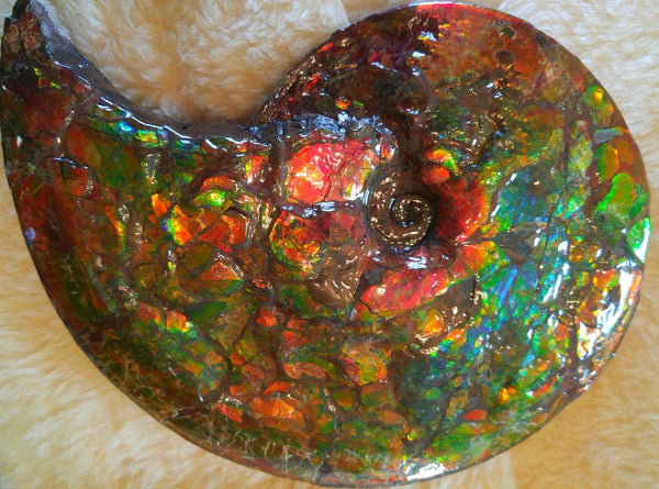 Double sided Rainbow Meeki