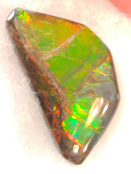 42 x 24 mm Coated Free Form - FFC 6 アンモライト　ルース　フリーフォーム